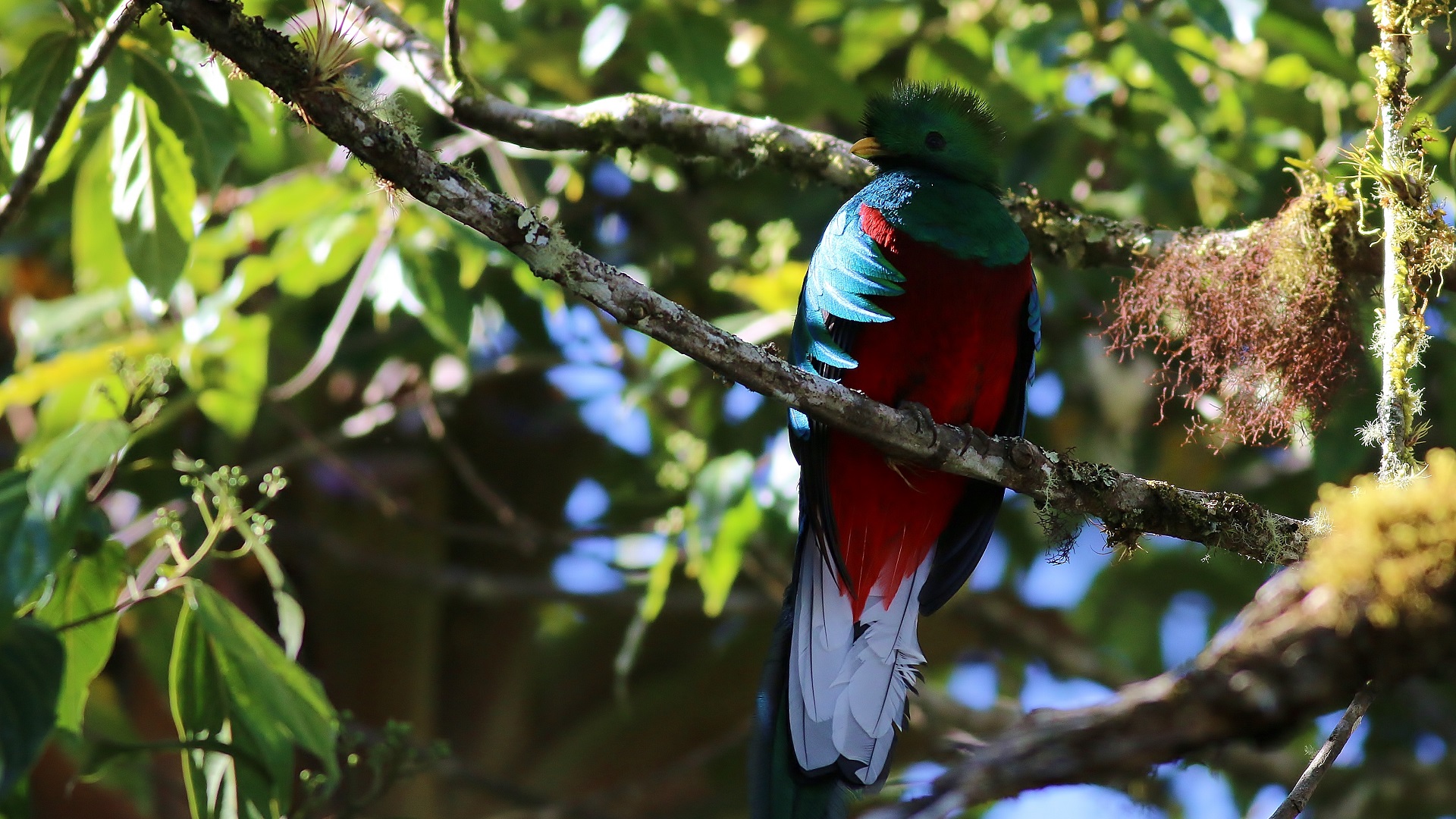 Resplendent Quetzal